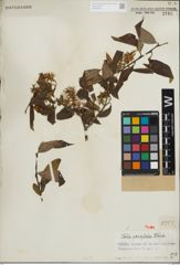 Foto von Salix paraplesia C. K. Schneid.